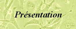 presentation